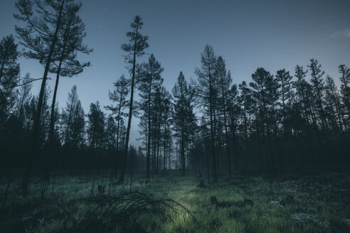 Wald bei Nacht - VPIF00254