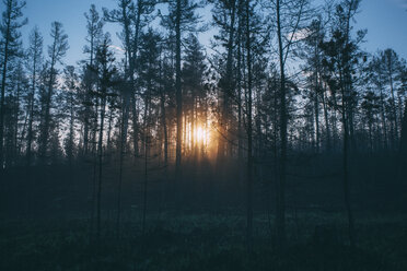 Wald bei Sonnenuntergang - VPIF00255