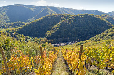 Germany, Rhineland-Palatinate, Ahr Valley, Reimerzhoven at Ahr river, vineyards - FRF00595