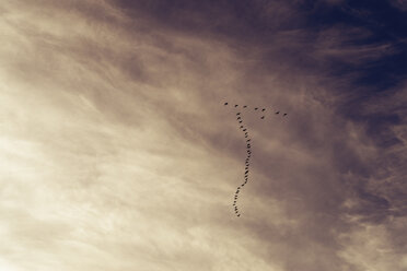 Great Britain, Scotland, East Lothian, Aberlady Nature Reserve, Pink-Footed Geese, Anser brachyrhynchus - SMAF00843