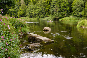 Deutschland, Bayern, Oberpfalz, Bayerischer Wald, bei Regenstauf, Fluss Regen, Drüsiges Springkraut und Faltenbalg - SIEF07576