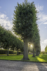 Germany, Lower Saxony, Hanover, Herrenhaeuser Gaerten, trees against the sun - PVCF01131