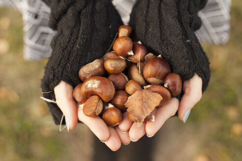 Woman's hands holding chestnuts, close-up - FCF01296
