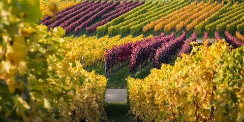 Germany, Stuttgart, vineyards at Kappelberg in autumn stock photo