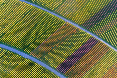 Germany, Stuttgart, aerial view of vineyards at Kappelberg in autumn stock photo