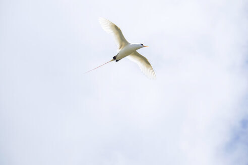 USA, Hawaii, Kauai, Kilauea National Wildlife Refuge, red-tailed tropicbird - HLF01053