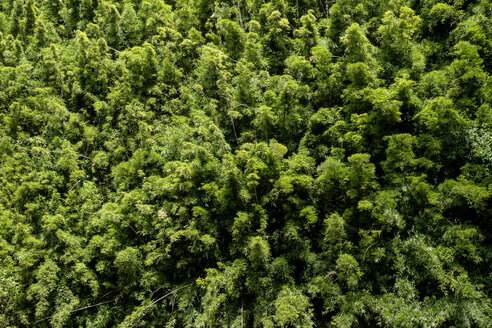 USA, Hawaii, Maui, Northwest Coast, Bamboo forest - HLF01055