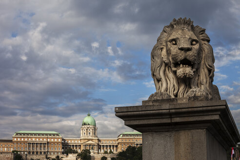 Ungarn, Budapest, Löwenskulptur auf der Kettenbrücke und die Budaer Burg im Hintergrund - ABOF00302