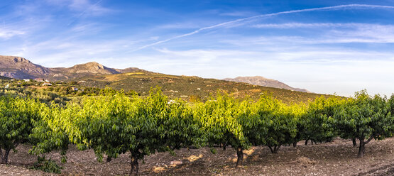 Spanien, Mondron, Blick auf Pfirsichbäume - SMAF00847