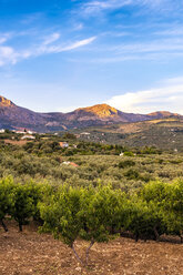 Spanien, Mondron, Blick auf einen Olivenhain mit Pfirsichbäumen im Vordergrund - SMAF00848
