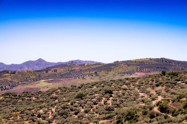 Spanien, Mondron, Blick auf Olivenhain von oben - SMAF00854