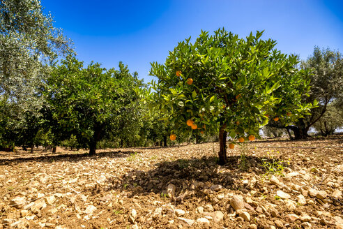 Spanien, Mondron, Orangenbaum im Obstgarten - SMAF00855
