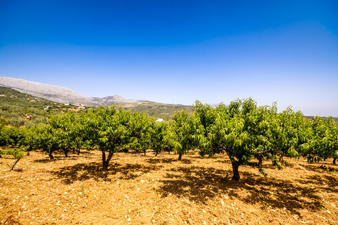 Spanien, Mondron, Pfirsichbäume im Obstgarten - SMAF00858
