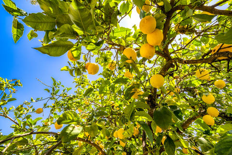 Spanien, Mondron, Zitronenbaum mit Früchten, lizenzfreies Stockfoto