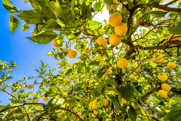 Spain, Mondron, lemon tree with fruits - SMAF00860