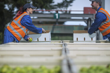 Arbeiter in Warnwesten beim Verpacken von Äpfeln - ZEF14678