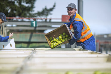 Worker in reflective vest packing apples - ZEF14679