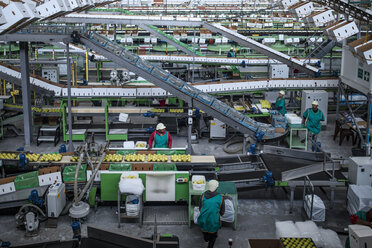 Menschen, die in einer Apfelfabrik arbeiten - ZEF14680