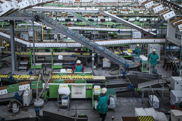 People working in apple factory - ZEF14680