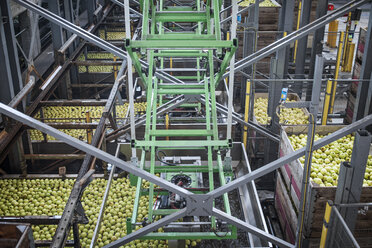 Äpfel in der Fabrik beim Verpacken - ZEF14681