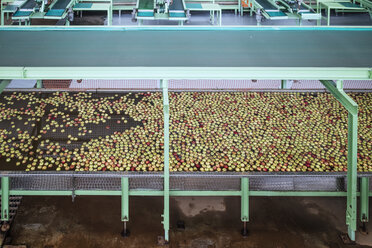 Apples in factory being washed - ZEF14683