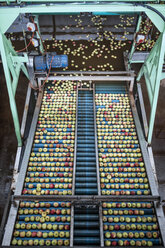 Apples in factory on conveyor belt - ZEF14684