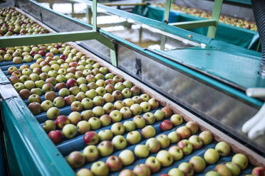 Apples in factory on conveyor belt - ZEF14685