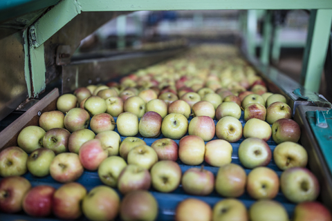Apples in factory on conveyor belt stock photo