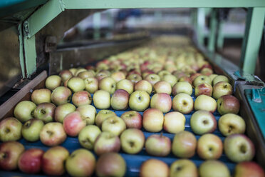 Äpfel in einer Fabrik auf einem Förderband - ZEF14686