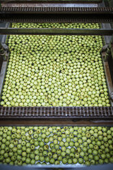 Grüne Äpfel in der Fabrik werden gewaschen - ZEF14688