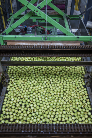 Grüne Äpfel in der Fabrik werden gewaschen, lizenzfreies Stockfoto