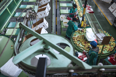 Frauen arbeiten in einer Apfelfabrik - ZEF14692