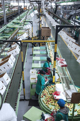 Frauen arbeiten in einer Apfelfabrik - ZEF14693