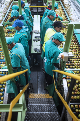 Women working in apple factory stock photo