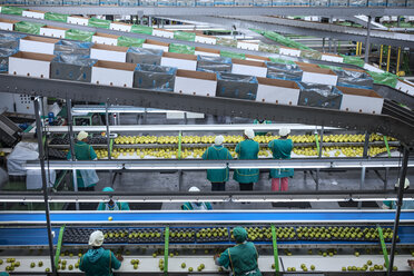 Frauen arbeiten in einer Apfelfabrik - ZEF14697