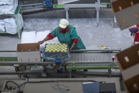 Frau Fabrik Verpackung Äpfel in Karton, lizenzfreies Stockfoto