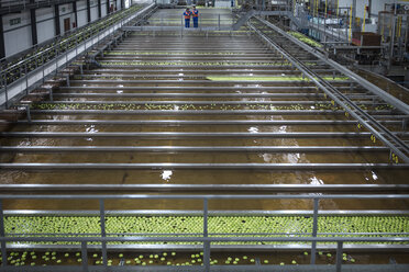 Grüne Äpfel in der Fabrik werden gewaschen - ZEF14718