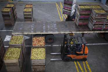 Forklift moving crates with apples - ZEF14720
