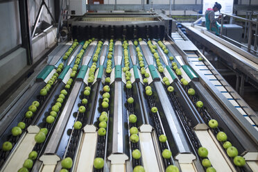 Green apples in factory being sorted - ZEF14724