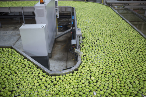 Green apples in factory being washed stock photo