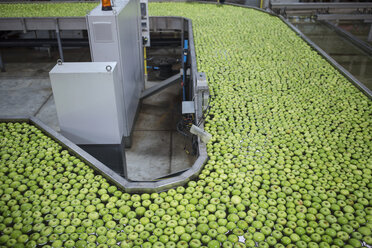 Green apples in factory being washed - ZEF14725