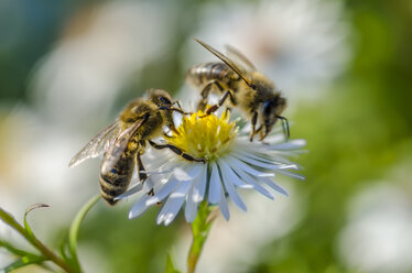 Zwei Bienen auf einer Blüte - MHF00426