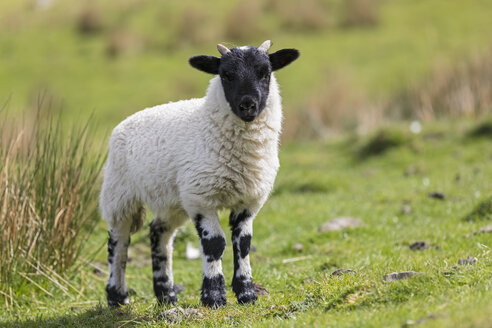 Großbritannien, Schottland, Schottische Highlands, Scottish Blackface - FOF09416