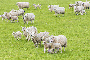 Great Britain, Scotland, Scottish Highlands, flock of sheep - FOF09417