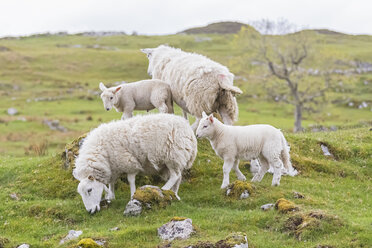 Großbritannien, Schottland, Schottische Highlands, Schafherde - FOF09419