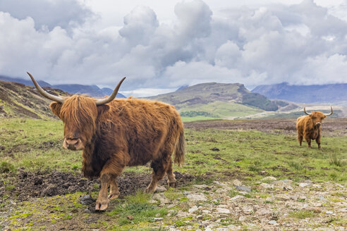Großbritannien, Schottland, Schottische Highlands, Highland Cattles - FOF09422