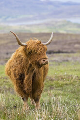 Great Britain, Scotland, Scottish Highlands, Highland Cattle - FOF09424