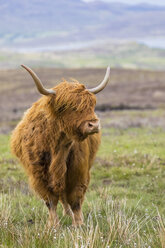 Großbritannien, Schottland, Schottisches Hochland, Hochlandrinder - FOF09424