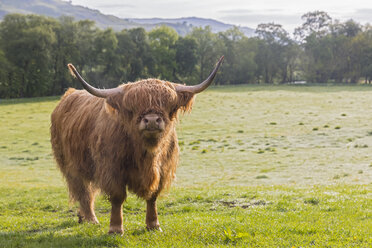 Großbritannien, Schottland, Schottisches Hochland, Hochlandrinder - FOF09425