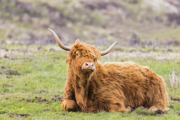 Großbritannien, Schottland, Schottisches Hochland, Hochlandrinder - FOF09426